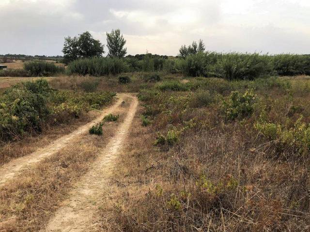 Finca rústica en alquiler en el paraje La Montañina, Bollullos Par del Condado