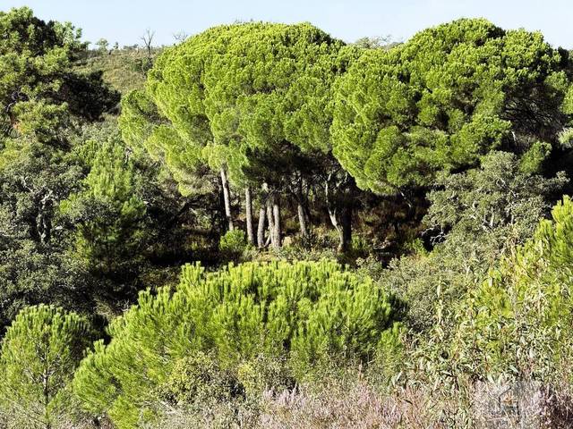 Terreno