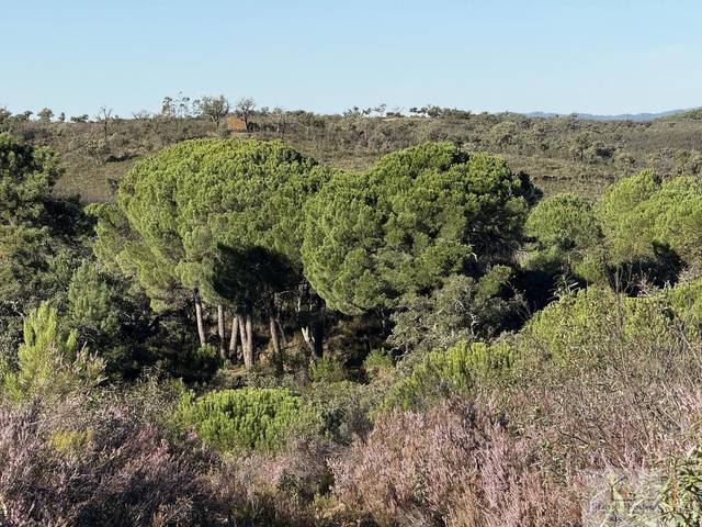 Terreno