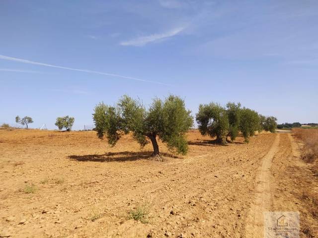 Terreno